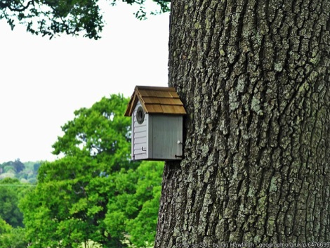 Pale green bird box with brown roof, attached to the trunk of a large tree